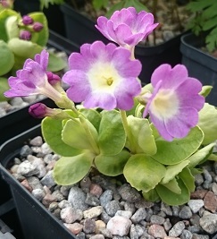 Primula x pubescens 'Apple blossom' - 8cm pot 